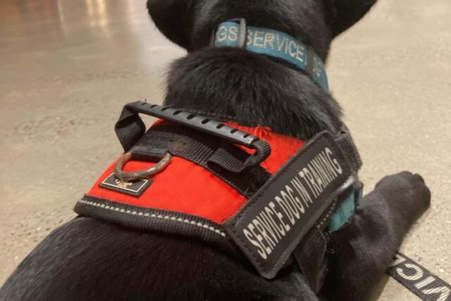 Good Dogg Partners with Diggity Dogs Service Dogs and Sponsors Teddy, a Service Dog In Training