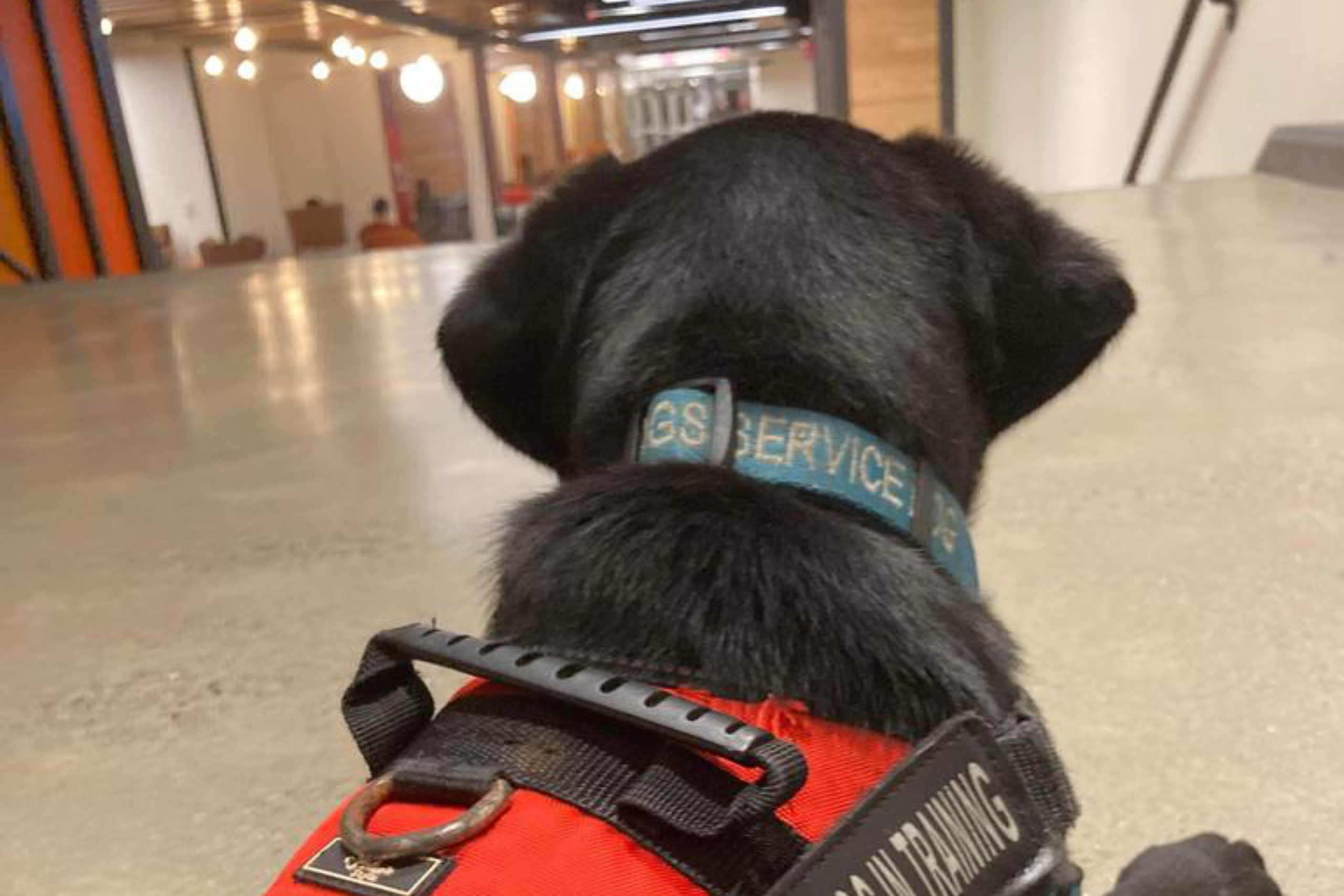 an image of the back of a K1FIA service dog's head. socially responsible business