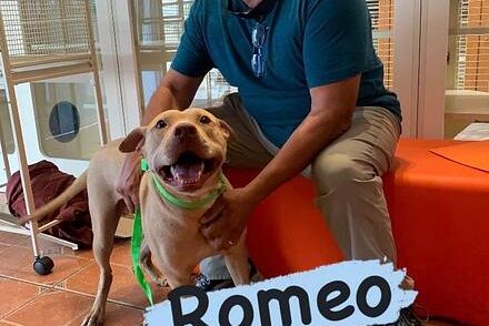 Romeo the Rescue Dog Finds Forever Home Thanks to Good Dogg Beverage and HALO Partnership
