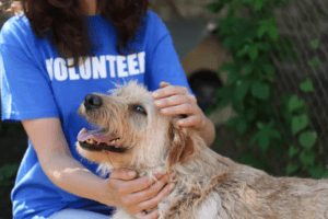 Woman in a blue shirt with "Volunteer" written in white across the front. She is kneeling and petting a dog's head.